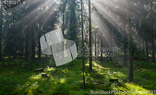 Image of Sunbeam entering pruce coniferous stand