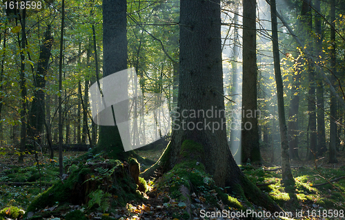 Image of Sunbeam entering mixed stand in autumnal morning