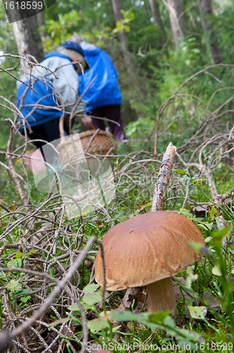 Image of Edible Boletus edulis mushroom close-up