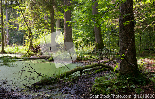 Image of Summer forest landscape with broken trees