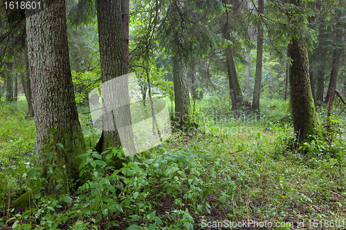 Image of Summertime look of natural alder-carr stand