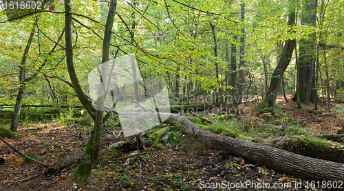 Image of Old oak trees broken lying
