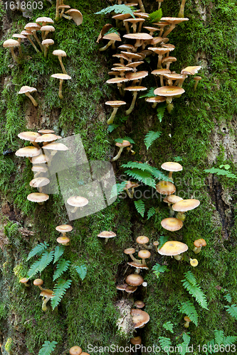 Image of Oak tree with Common Polypody fern and fungi