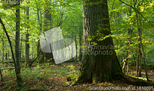 Image of Group of giant oaks in natural forest