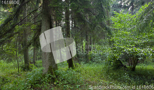 Image of Summertime look of natural alder-carr stand