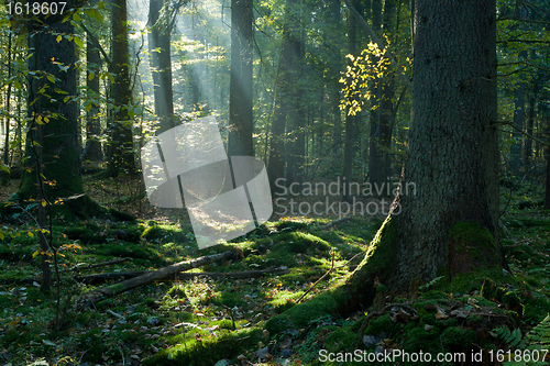 Image of Sunbeam entering mixed stand in autumnal morning