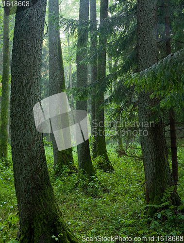 Image of Summertime look of natural alder-carr stand