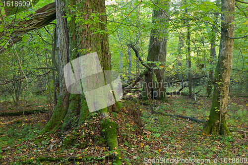 Image of Group of giant old trees in natural forest