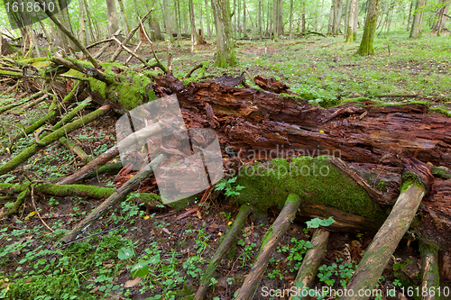 Image of Moss wrapped part of broken tree lying