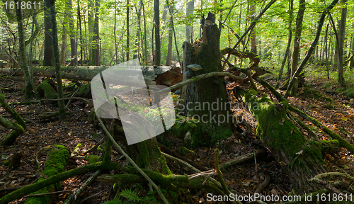 Image of Old spruce tree broken lying