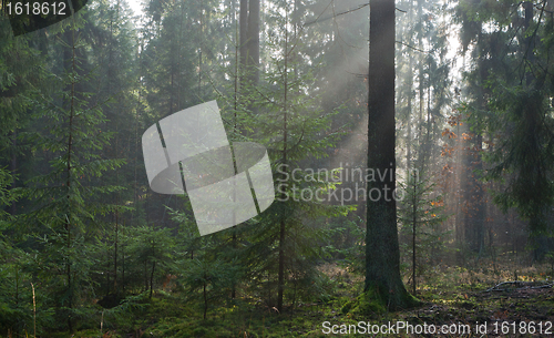 Image of Misty autumn morning in coniferous stand