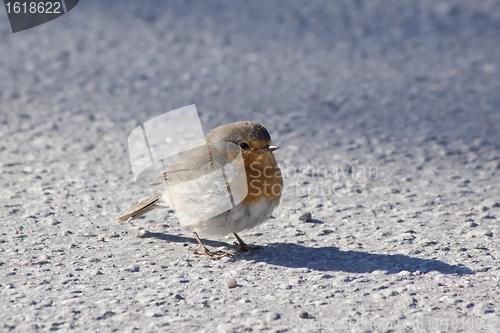 Image of Red robin