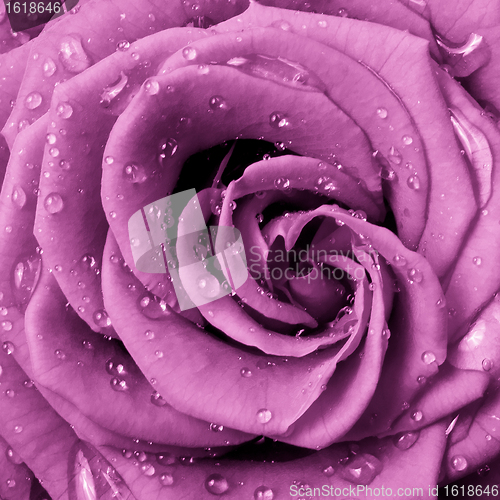 Image of pink rose