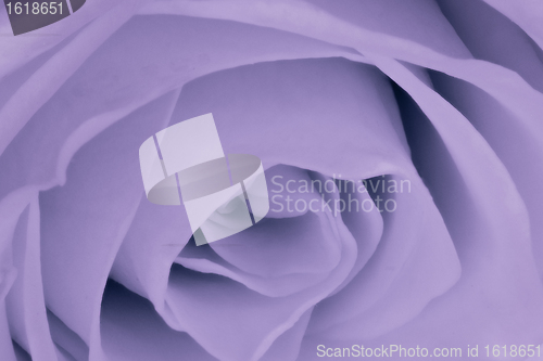 Image of violet rose close up