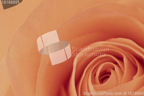 Image of orange rose macro