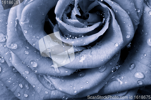 Image of blue rose