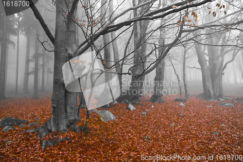 Image of misty forest