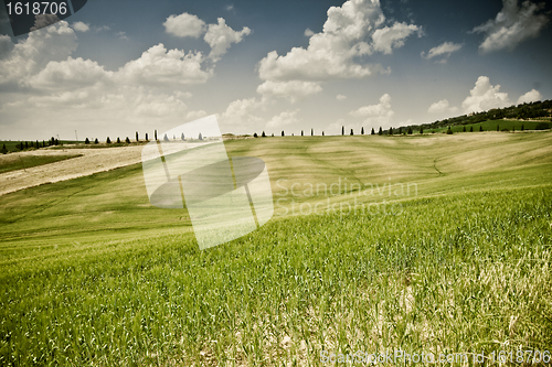 Image of Typical Tuscan landscape