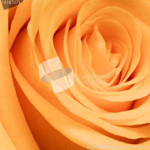 Image of orange rose close up