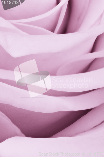 Image of violet rose close up