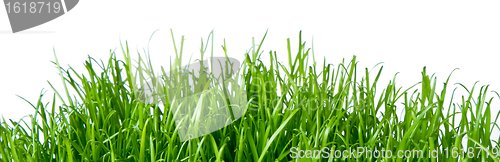 Image of green grass