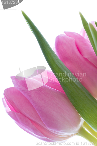 Image of pink tulips