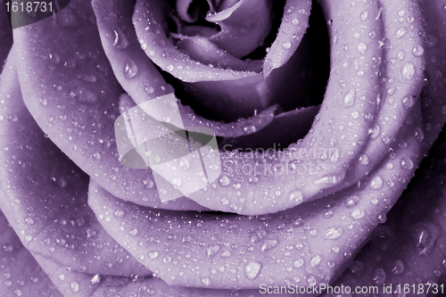 Image of violet rose