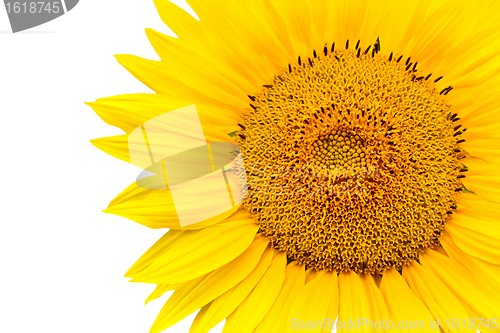 Image of sunflower