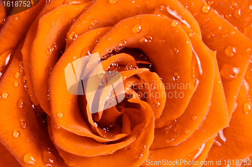Image of orange rose