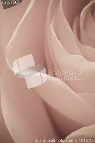 Image of rose macro