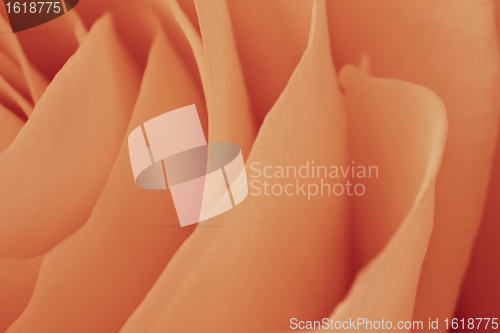 Image of orange rose macro