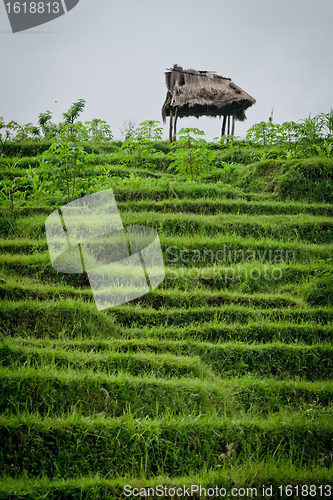 Image of rice fields in Bali, Indonesia