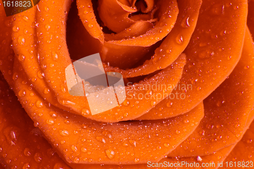 Image of orange rose