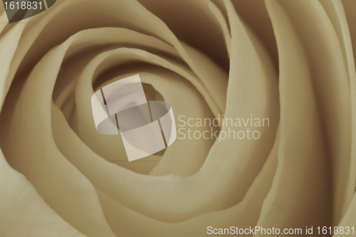 Image of white rose macro