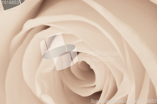 Image of white rose close up