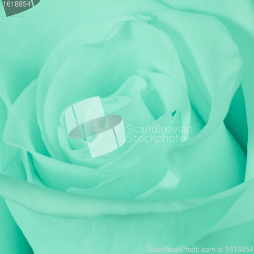 Image of green rose close up