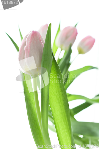 Image of tulip