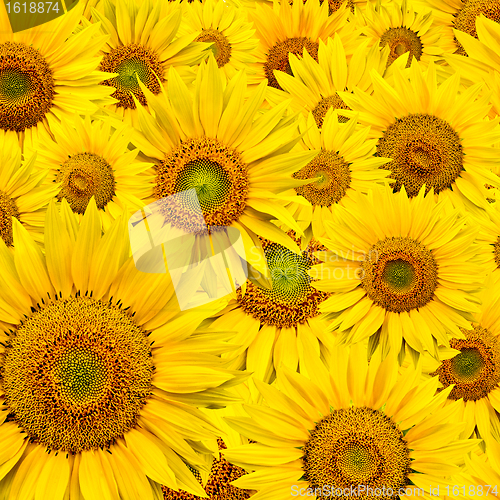 Image of sunflower background