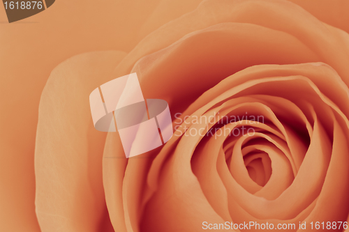 Image of orange rose macro