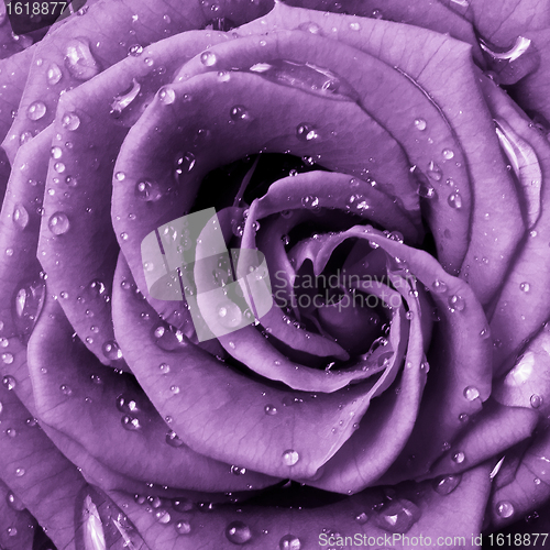 Image of violet rose
