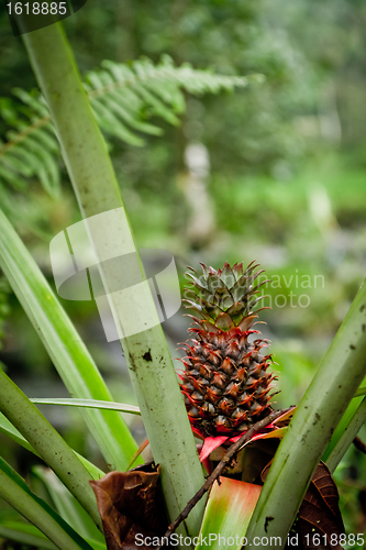 Image of wild pineapple