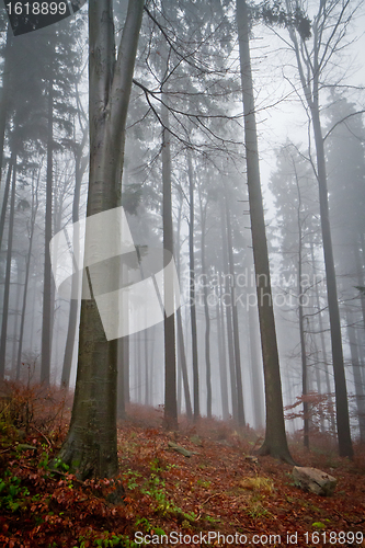 Image of misty forest