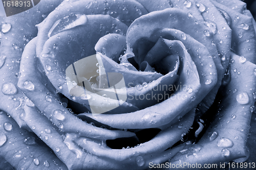 Image of blue rose