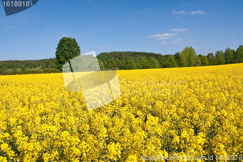 Image of rape field