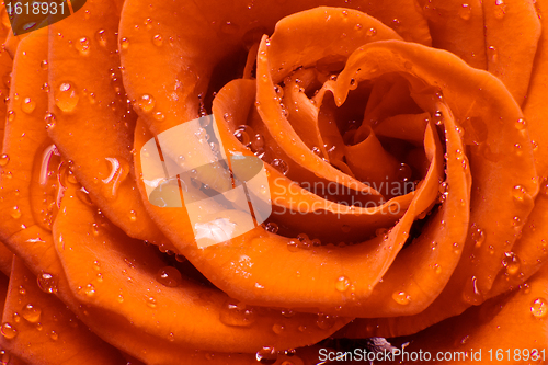 Image of orange rose