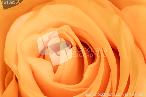 Image of orange rose close up