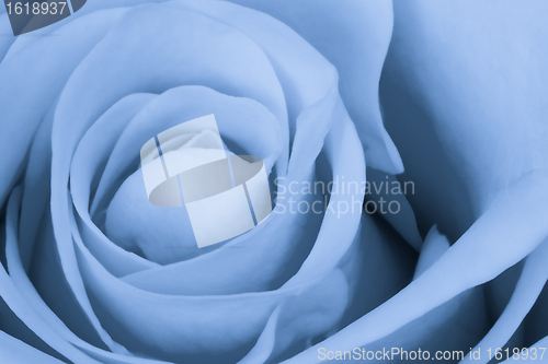 Image of blue rose close up