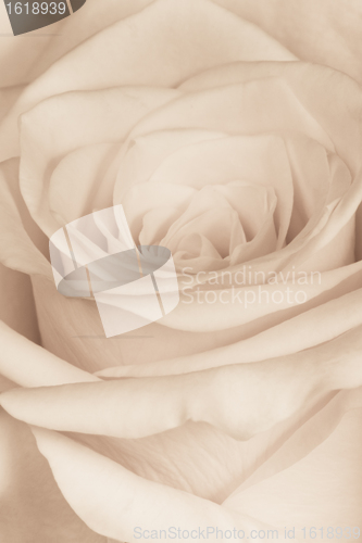 Image of white rose close up