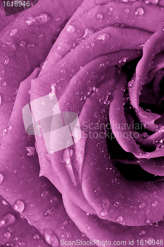 Image of pink rose