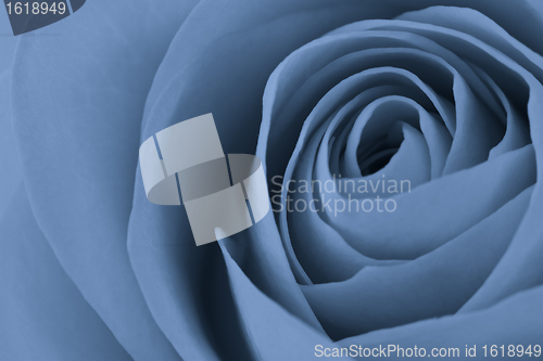 Image of blue rose macro